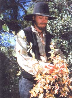 An Earthen Spirituality Project apprentice harvests honeysuckle berries for planting.
